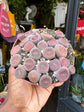 Lithops | 8.5cm pot