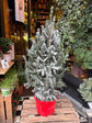 Picea Glauca Xmas Tree