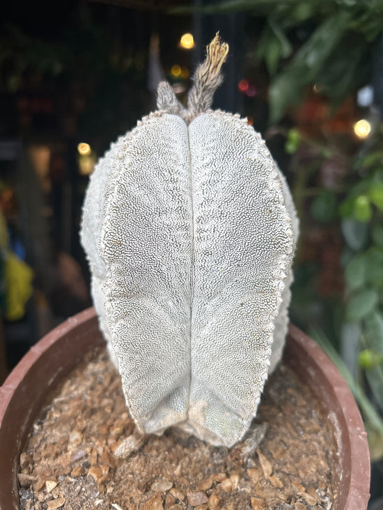 Astrophytum (A) | 15cm pot