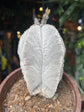 Astrophytum (A) | 15cm pot