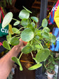 Pilea Peperomioides | Chinese Money Plant | 12cm pot