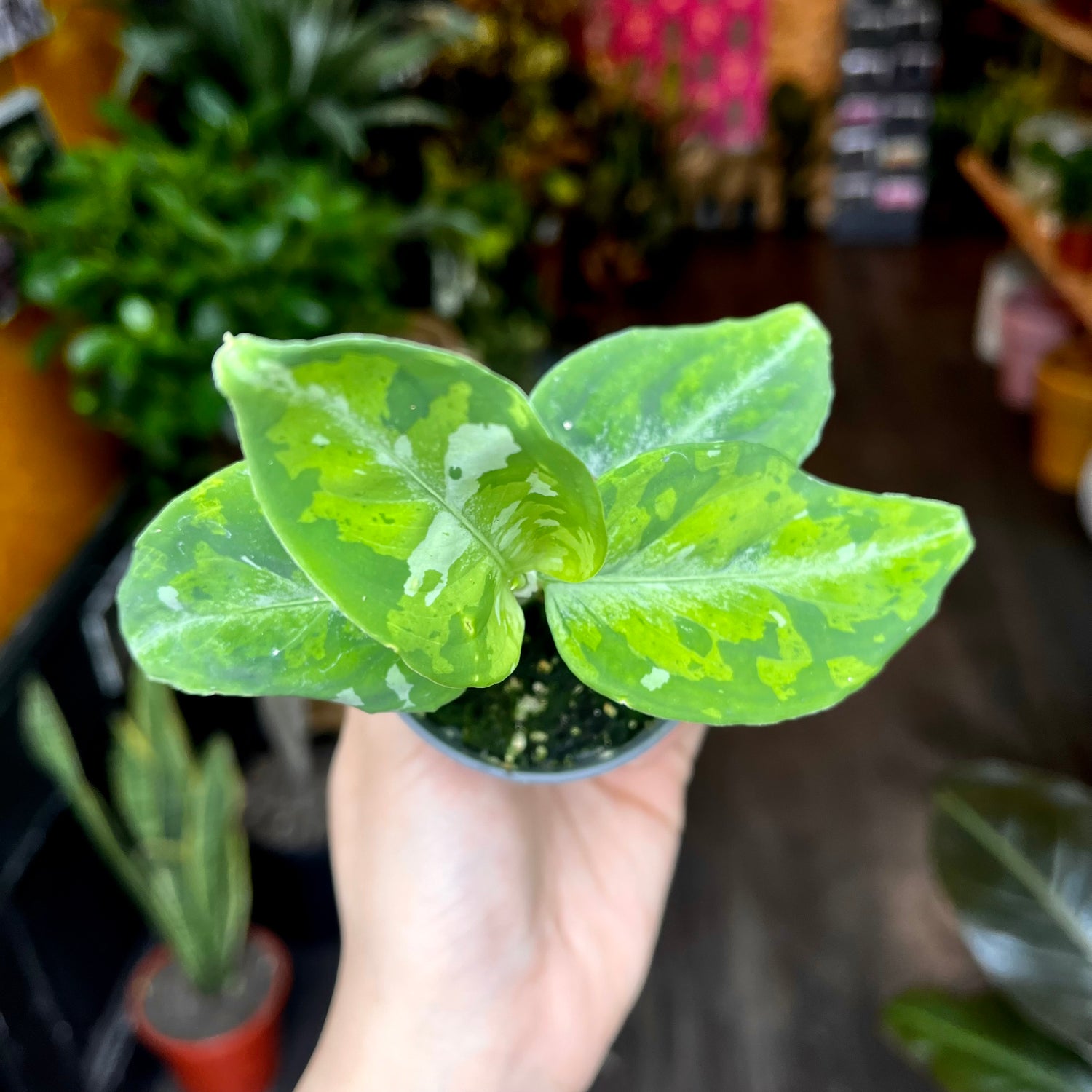 A Aglaonema Pictus Tricolour plant also known as a Tricolour Chinese Evergreen in front of Urban Tropicana&