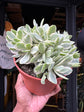 Crassula Rusby Variagata | 15cm pot