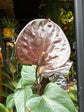Anthurium Black Love | 12cm pot