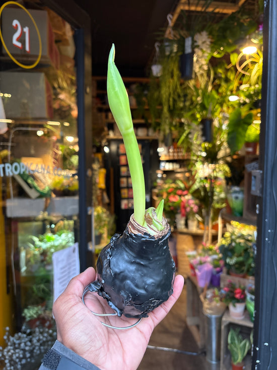 Amaryllis Wax Bulb | Black