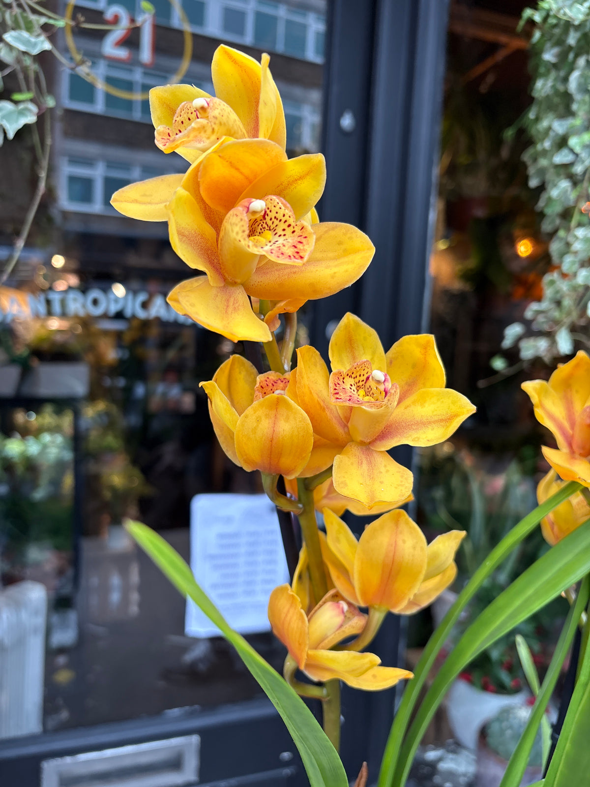 Cymbidium Yellow | 14cm pot