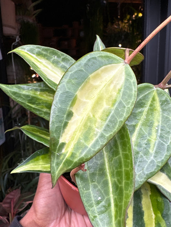 Hoya latifolia ‘Pot of Gold’ | 12cm pot