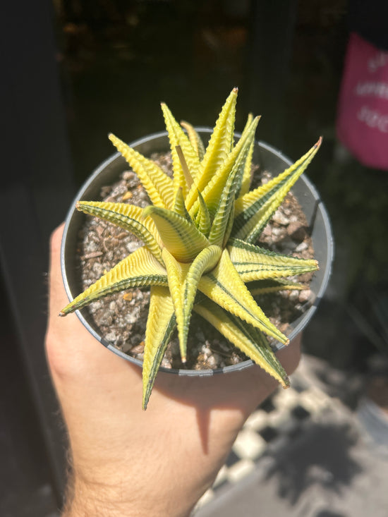 Haworthia limifoli variegata