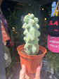 Pachycereus (Lophocereus) schottii &