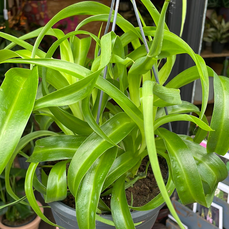 A Chlorophytum Green plant also known as a Spider Plant in front of Urban Tropicana&