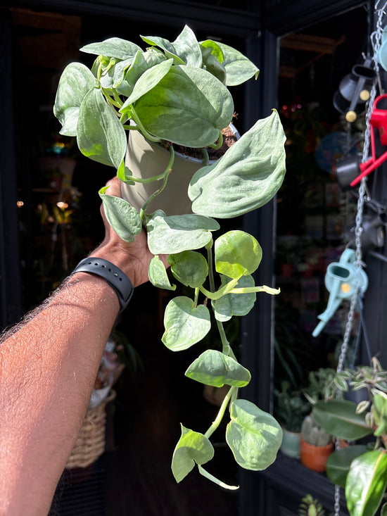 Scindapsus Silver Hero | 12cm pot