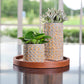 Decorative glazed and embossed finished mustard yellow pot with no drainage holes for indoor houseplants, cacti and succulents. With an 18cm diameter. 