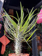 Pachypodium Geayi | 15cm pot
