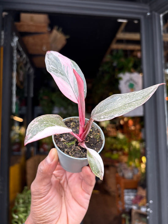 Philodendron Pink Princess Marble | 6cm pot