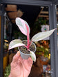 Philodendron Pink Princess Marble | 6cm pot