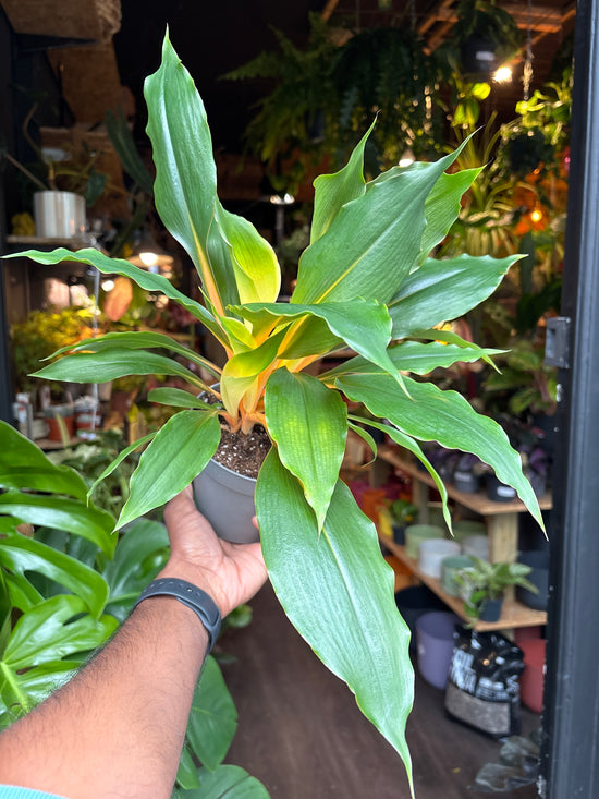 Chlorophytum Orchidastrum ‘Green Orange’ | 12cm pot