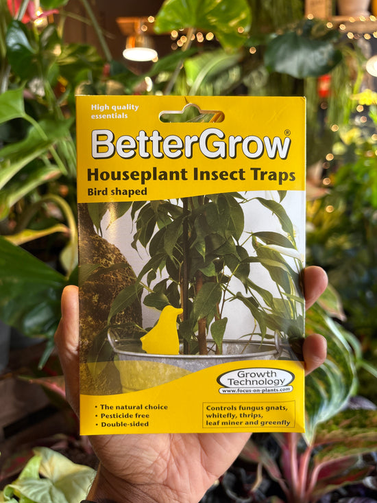 Houseplant Insect Traps | Pack of 15