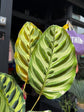 Calathea Makoyana | 14cm pot