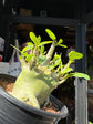 Adenium Baobab | 15cm pot