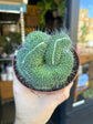 Mammillaria spinosissima ‘Un Pico Cristata’ | 12cm pot