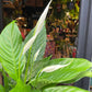 Spathiphyllum Bingo Cupido | Peace Lily | 17cm pot