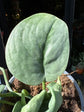 Scindapsus Silver Hero | 12cm pot