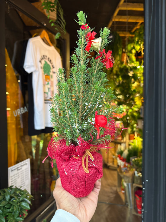 Picea Glauca Xmas Tree | 9cm