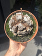 Dioscorea elephantipes | 14cm pot