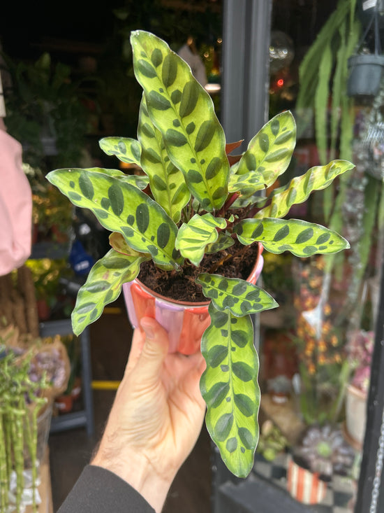Calathea Lancifolia | 12cm pot