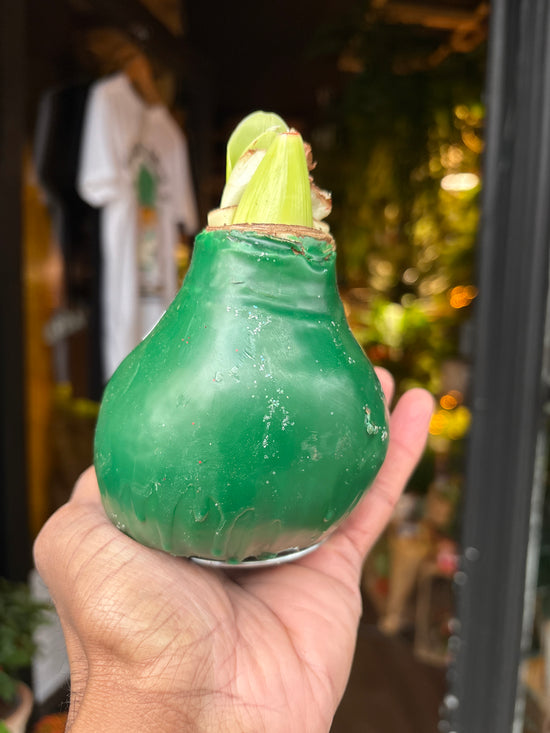 Amaryllis Wax Bulb | Green