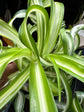 Chlorophytum Comosum Bonnie | Spider Plant | 12cm pot