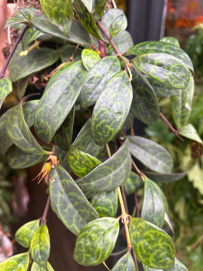 Aeschynanthus Marmoratus | 11cm pot
