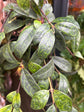 Aeschynanthus Marmoratus | 11cm pot