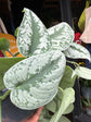 Scindapsus Pictus Trebie | 15cm Hanging pot