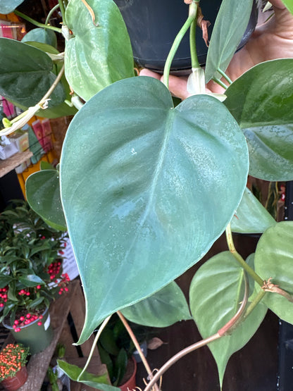 Philodendron Scandens | 15cm hanging pot