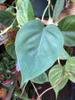 Philodendron Scandens | 15cm hanging pot
