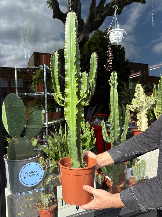Euphorbia Erytrea | 19cm pot