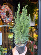 Chamaecyparis Ellwoodii - Mini Xmas Tree | 9cm pot