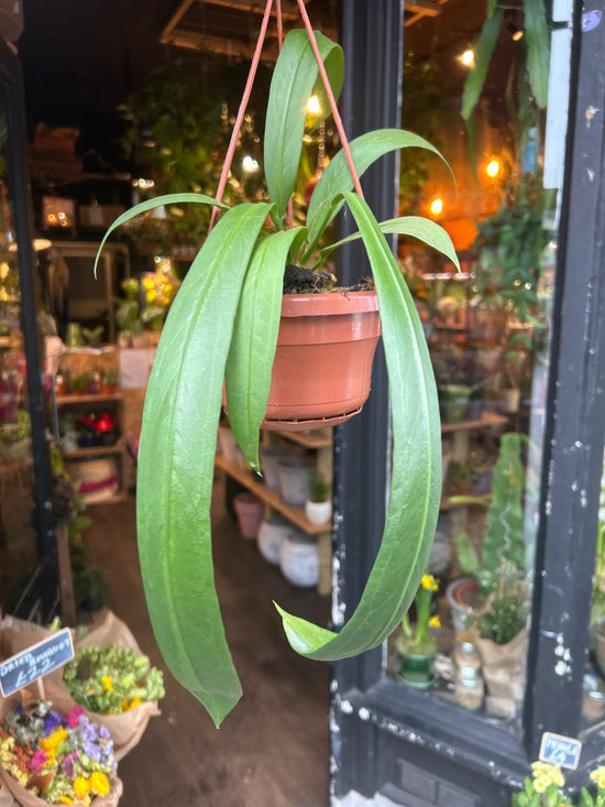 Anthurium Vittarifolium | 14cm pot