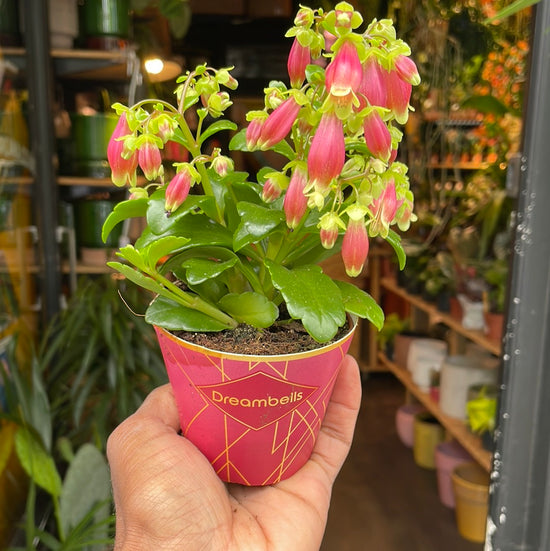 A Kalanchoe Dream Bells plant also known as a Chandelier plant in front of Urban Tropicana&