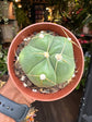 Gymnocalycium Horstii | 8.5cm pot