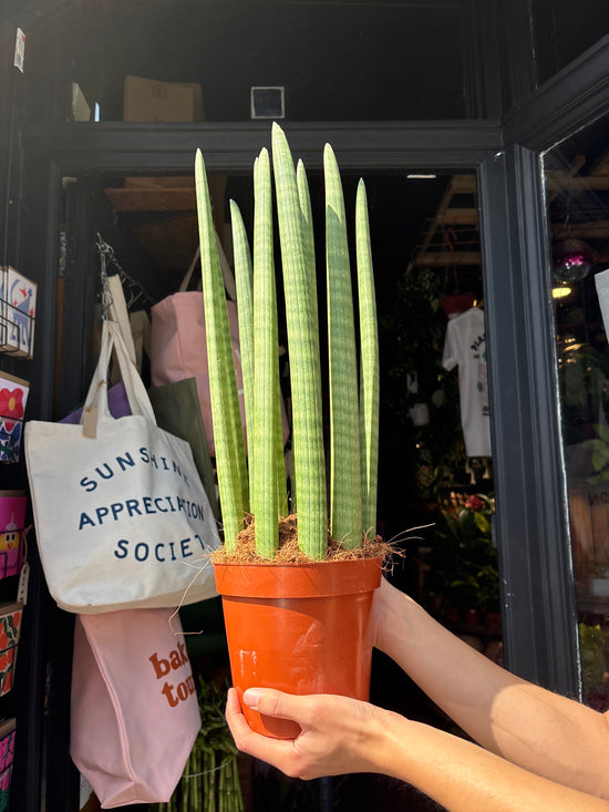 Sansevieria Cylindrica &