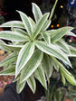 Dracaena Godseffiana ‘Silver’ | 12cm pot