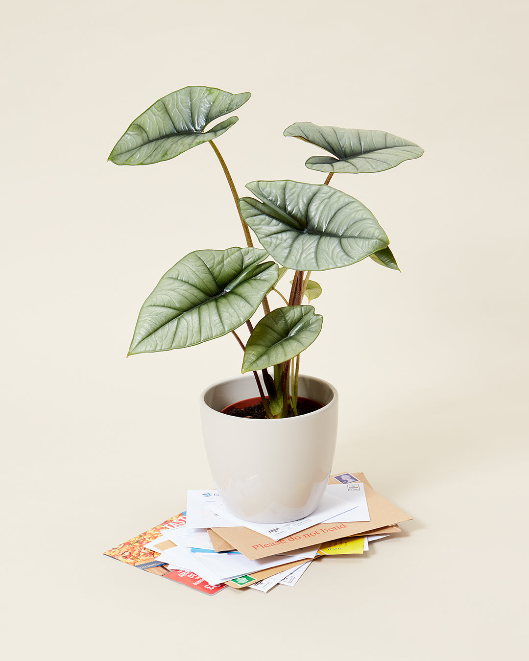 Contact Urban Tropicana - A Alocasia Platinum also know as Elephant Ear plant in a stone coloured pot on top of a pile of letters.