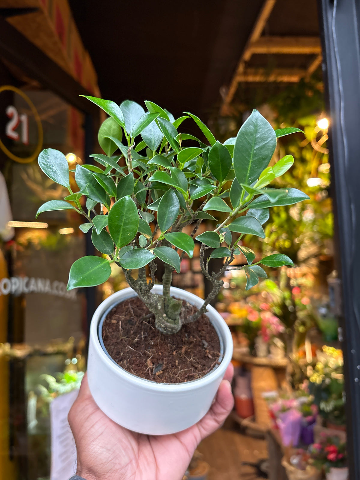 Bonsai Retusa | 11cm white ceramic pot