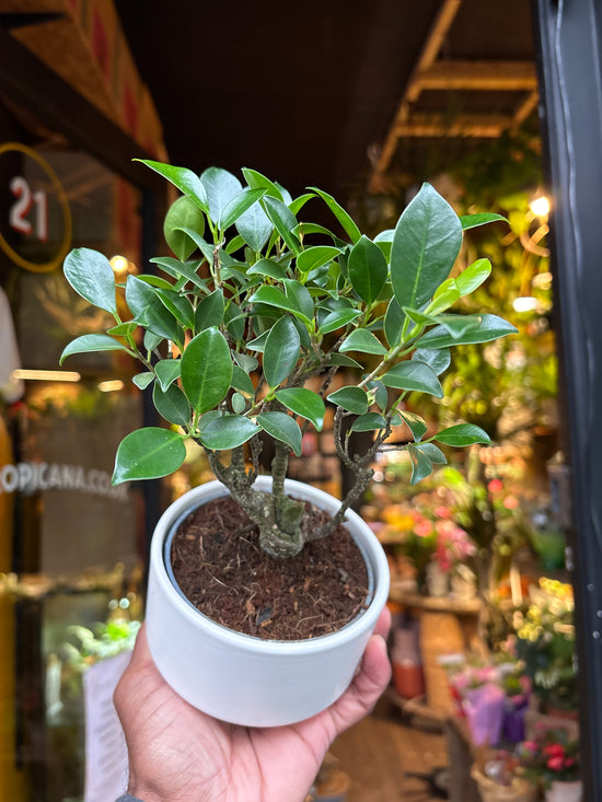 Bonsai Retusa | 11cm white ceramic pot
