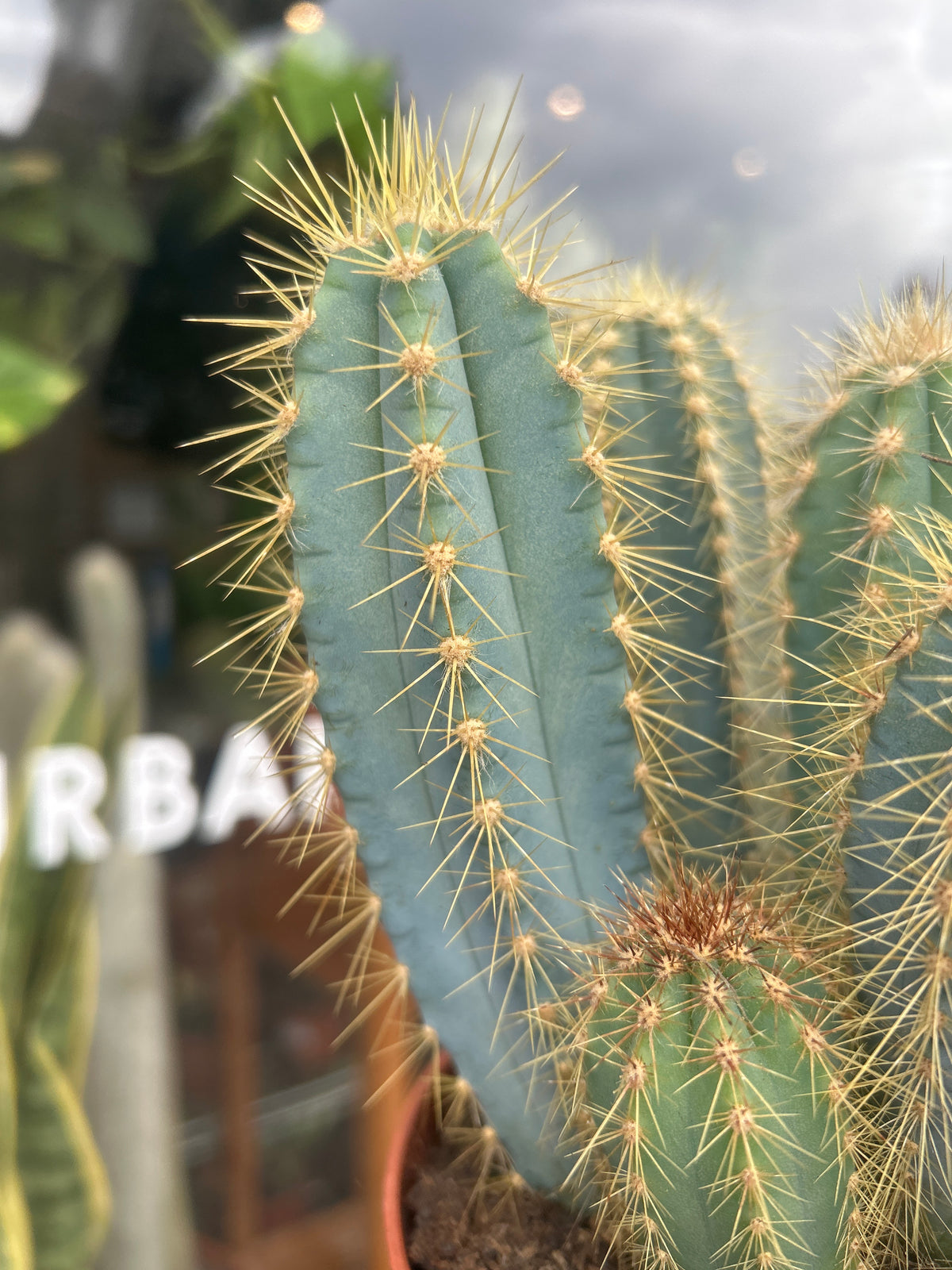 Pilosocereus Pachycladus | 10cm pot