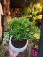 Bonsai Syzygium | 19cm white ceramic pot