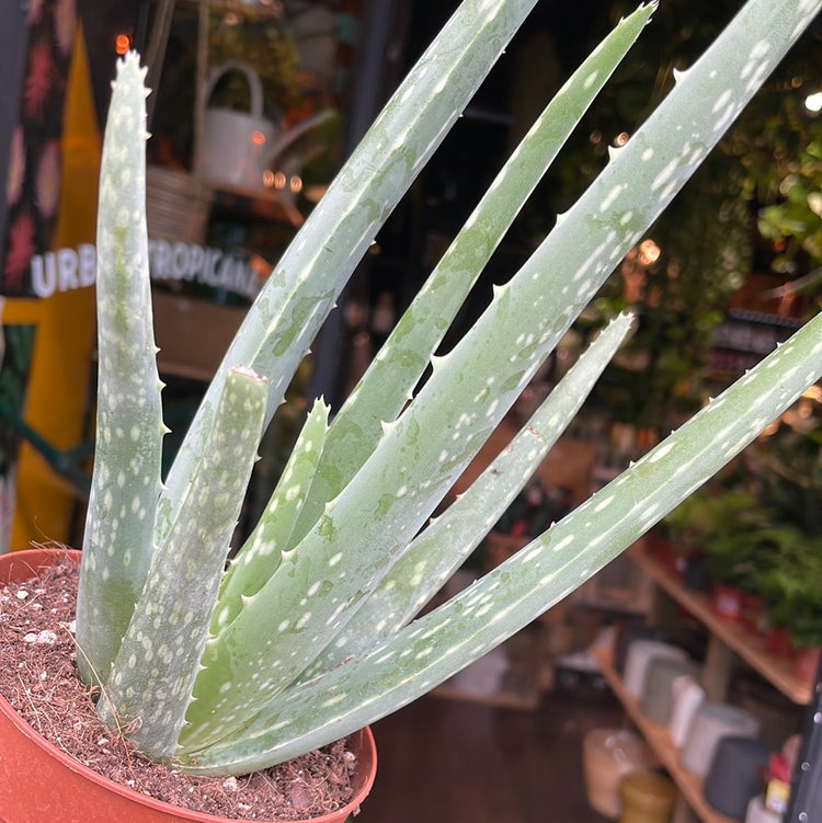 An Aloe Vera plant also know as Aloe barbadensis in front of Urban Tropicana&