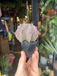 Astrophytum hybrid | 6cm pot